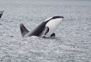 Photo of Orca Jumping Out Of Water