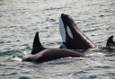 Photo of Orca Sighting