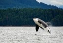 Photo of Orca whale breeching