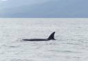 Photo of Orca