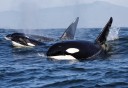 Photo of Orcas Sitka