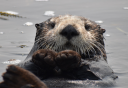 Photo of Otter you waiting for