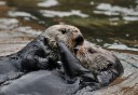 Photo of Otters Kissing