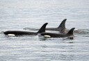 Photo of Pod Of Traveling Orcas