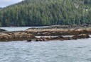 Photo of Seals on Rocks