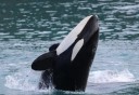 Photo of Seward Kenai Fjords Orca