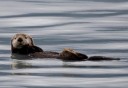 Photo of Seward Kenai Fjords Sea Otter