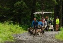 Photo of Seward Kennel Tour and Dog Sled Ride Mushing