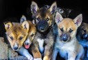 Photo of Seward Kennel Tour and Dog Sled Ride Puppies