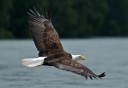 Photo of Soaring Bald Eagle