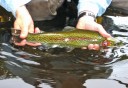 Photo of Somewhere over the rainbow trout
