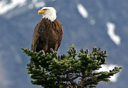 Photo of Tutshi Eagle
