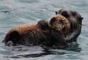 Photo of Two Otters Floating On Their Back