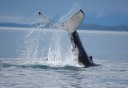Photo of Whale Tail