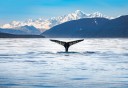 Photo of Whale in Auke Bay