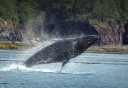 Photo of Whale jumping out of water