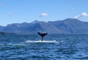 Photo of Whale of a Tail