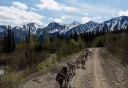 Photo of Yukon Dog Mushing
