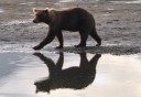 Photo of a bear strolling along the water