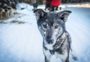 Photo of a happy dog on the mushing trail