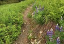 Photo of alaska wildflowers on trail
