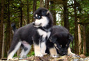 Photo of alaskan husky puppies