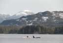 Photo of an orca whale next to kayak