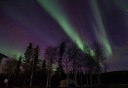 Photo of aurora over trees