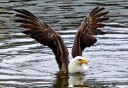 Photo of bald eagle fishing at herring cove