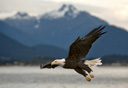 Photo of bald eagle in flight alaska