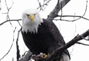 Photo of bald eagle in haines