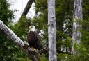 Photo of bald eagle