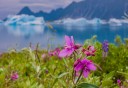 Photo of bear glacier wildflowers