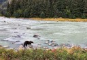 Photo of bear hunting for salmon