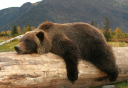 Photo of bear on a log