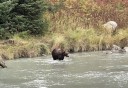 Photo of bear standing in stream