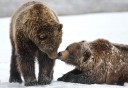 Photo of bears in the snow