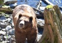 Photo of beautiful bear sighting