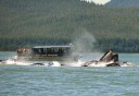 Photo of boat up close to whales
