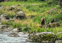 Photo of browen bear with cubs in haines