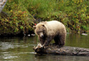 Photo of brown bear icy strait point