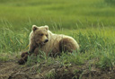 Photo of brown bear in alaska