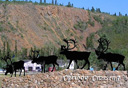 Photo of caribou crossing yukon territory