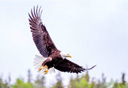 Photo of chilkat bald eagle preserve