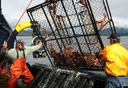 Photo of crab fishing ketchikan