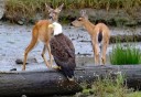 Photo of deer and bald eagle