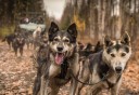 Photo of dog team on mushing trail