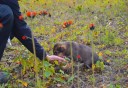 Photo of dryland puppy