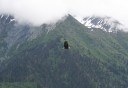 Photo of eagle in flight