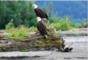 Photo of eagles